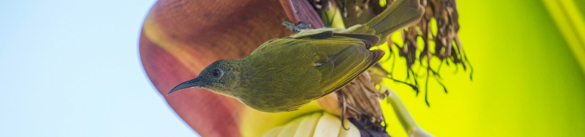 Image of Komodo and Flores Bird Photography