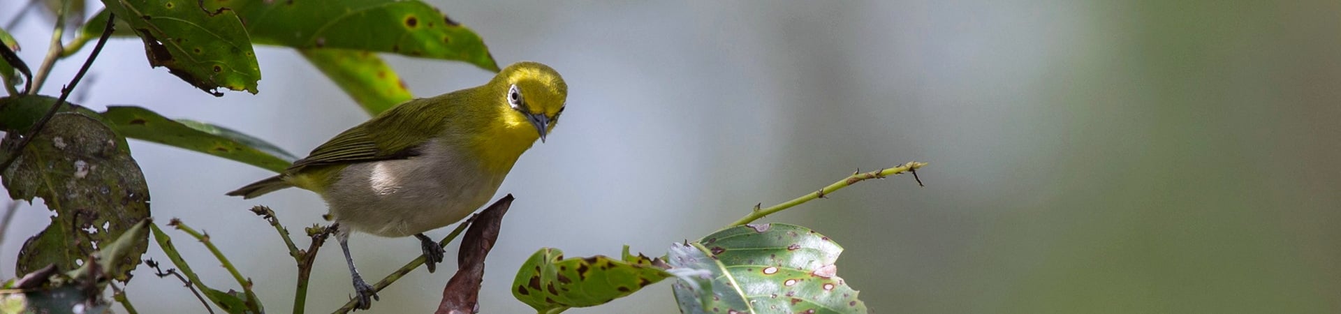 Image of Chasing Endemics: Birding in Flores