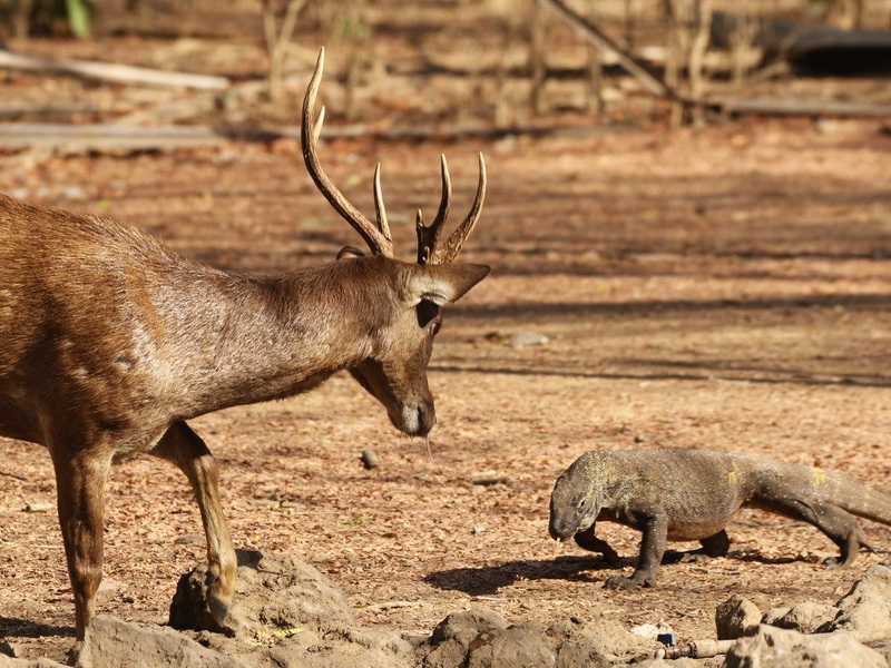Komodo and Flores Bird Photography