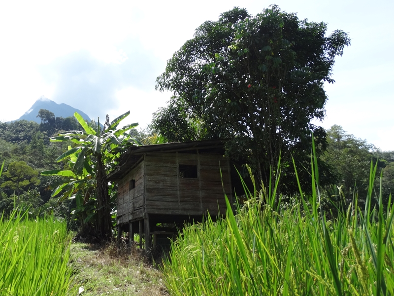 Dusun Trek And Homestay Soft Adventure