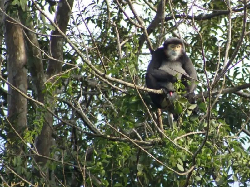Rainforest Primate Adventure