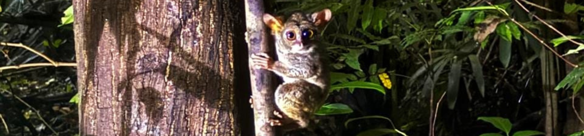 Image of North Sulawesi Active