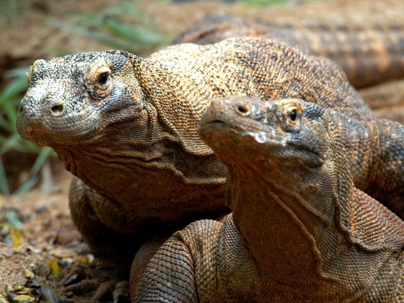 Discover Flores On Two Wheels