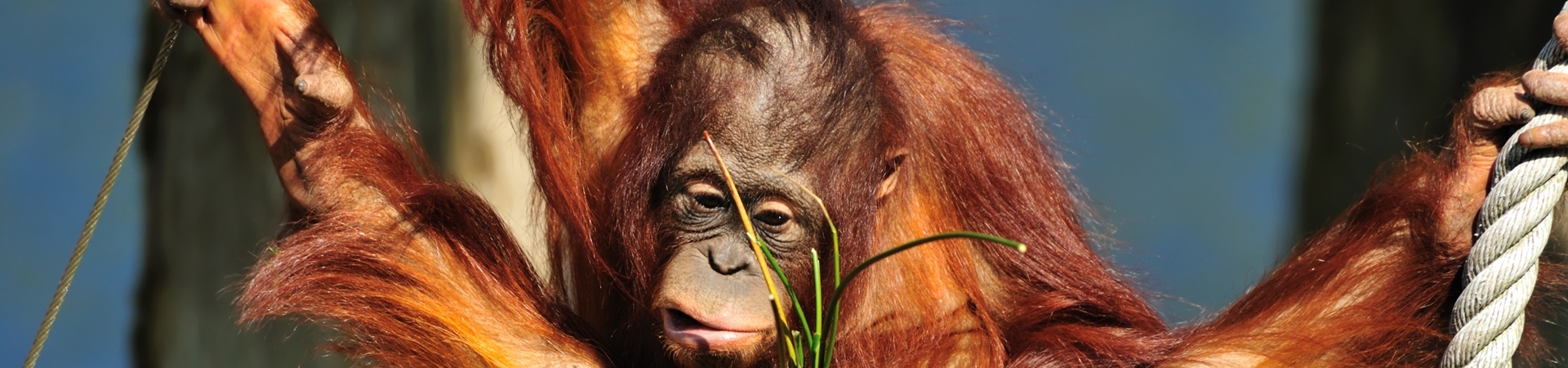 Image of Trekking - Trailing the Sumatran Orangutan