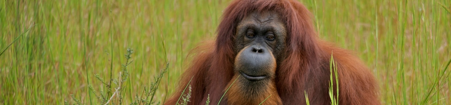 Image of The Sumatra Trekking Challenge