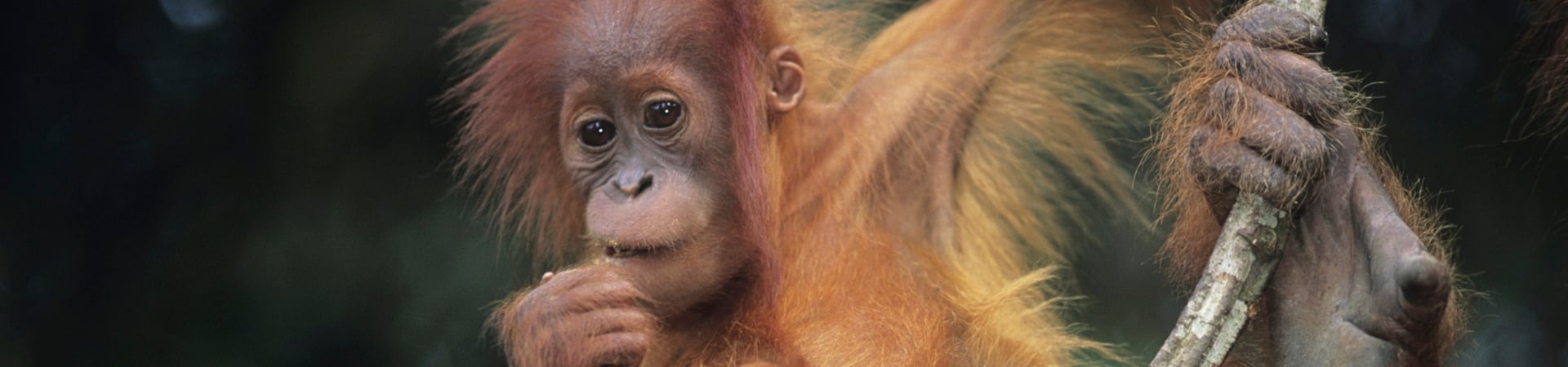 Overland from North to West Sumatra