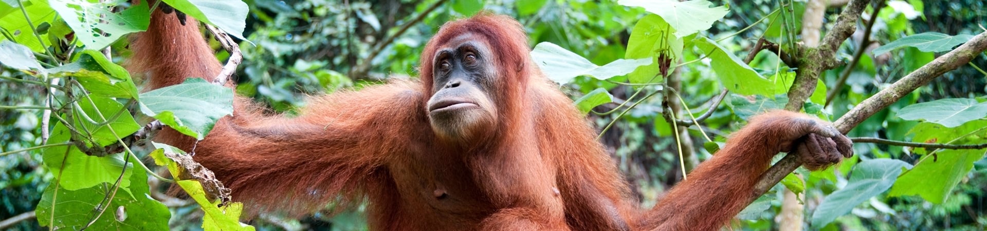 Kalimantan Orangutan Explorer By Houseboat