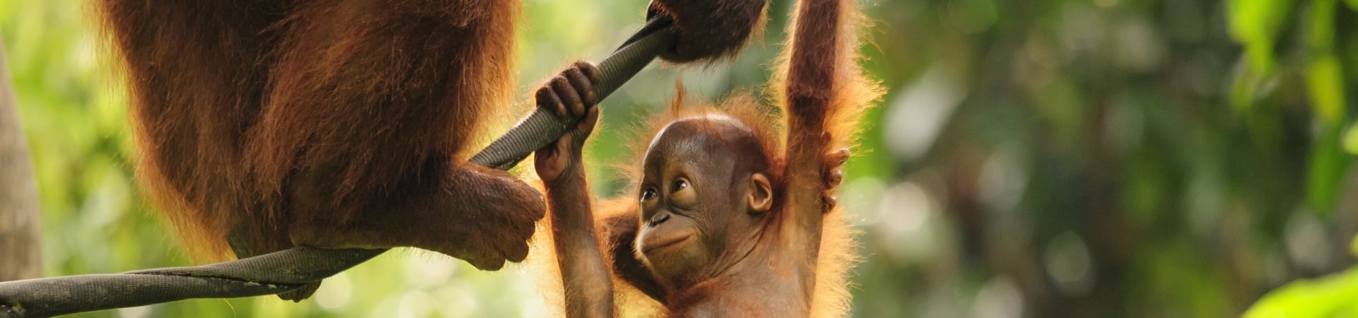 Image of Kalimantan Orangutan Explorer