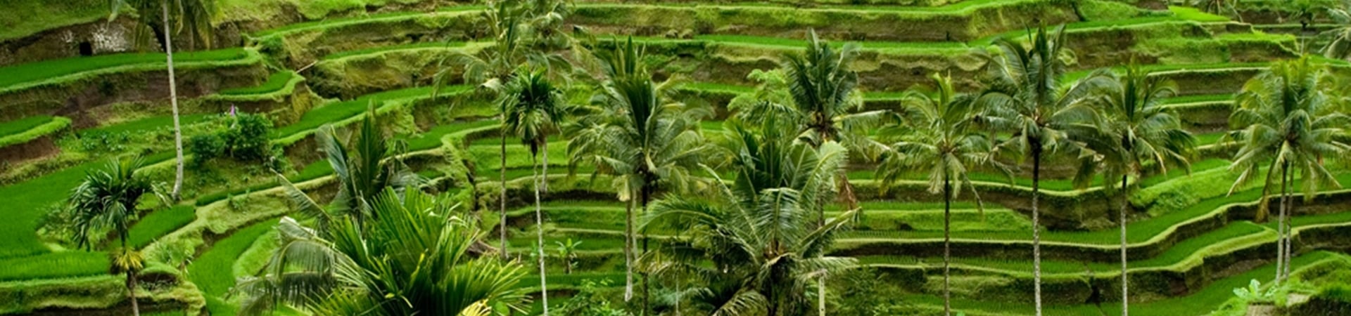 Image of Ubud and Surroundings
