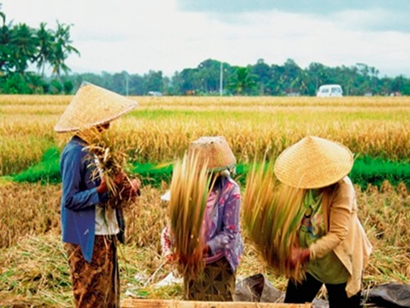 Bali Family Cultural Adventure