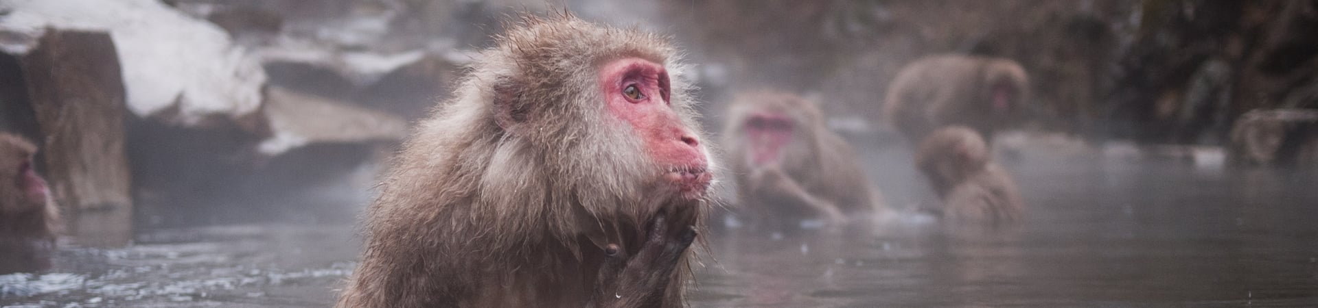 Onsen and Monkeys