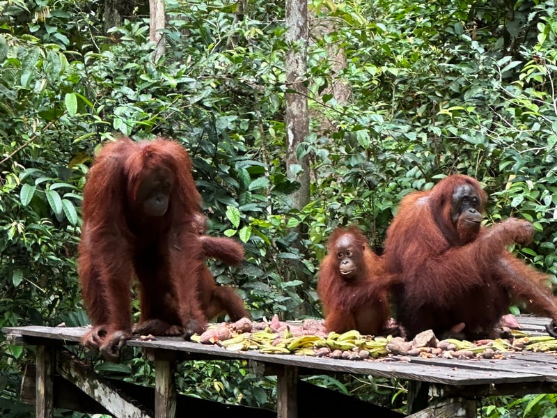 Kalimantan Orangutan Explorer By Houseboat