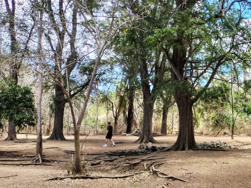Komodo & The Rinca Trails