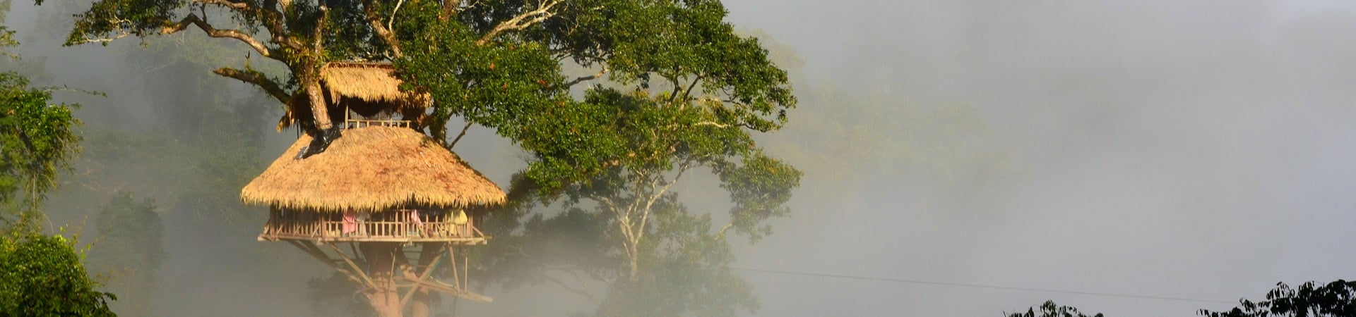 Gibbons of Northern Laos