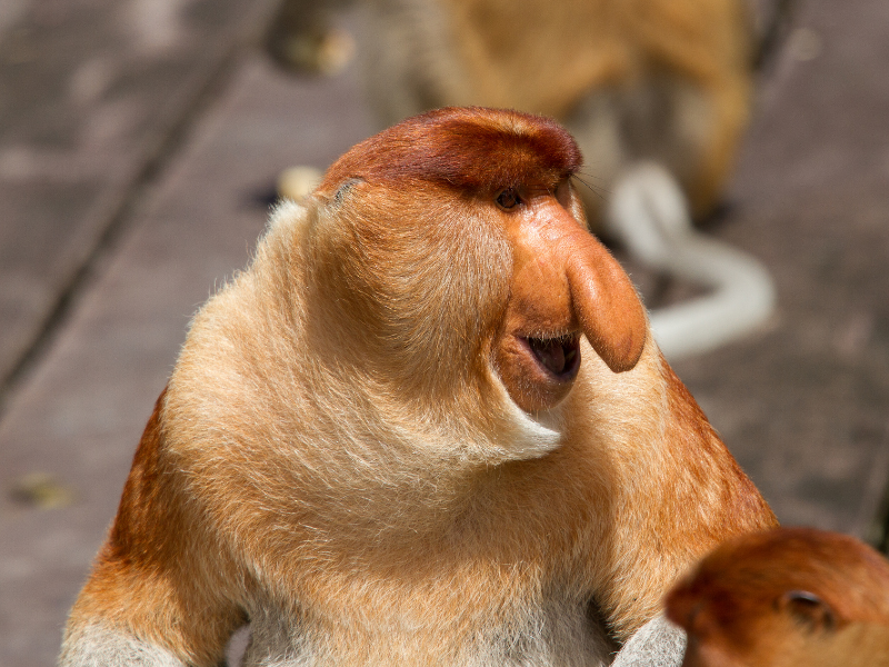 Sukau River Safaris at Borneo Nature Lodge