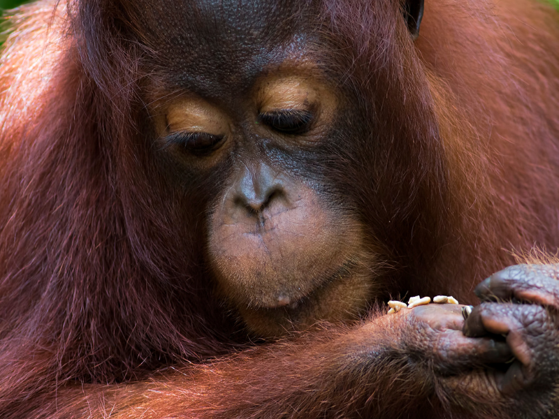 Sabah Family Adventure