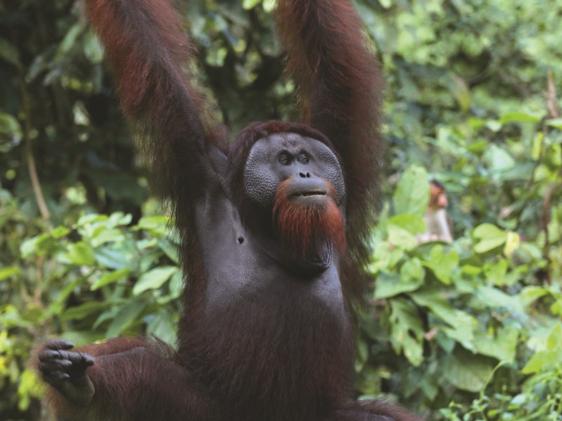 Sabah Wildlife Adventure