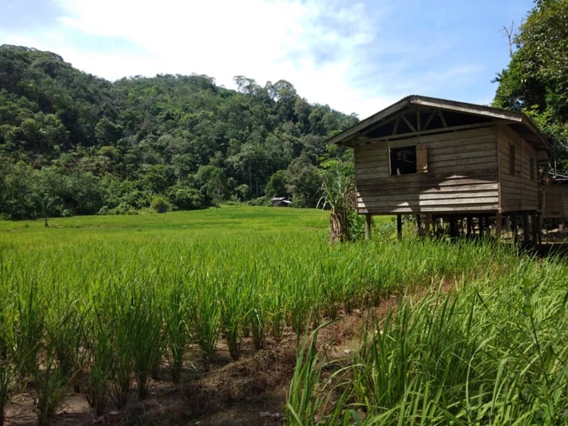 Trek in the Land of the Dusun