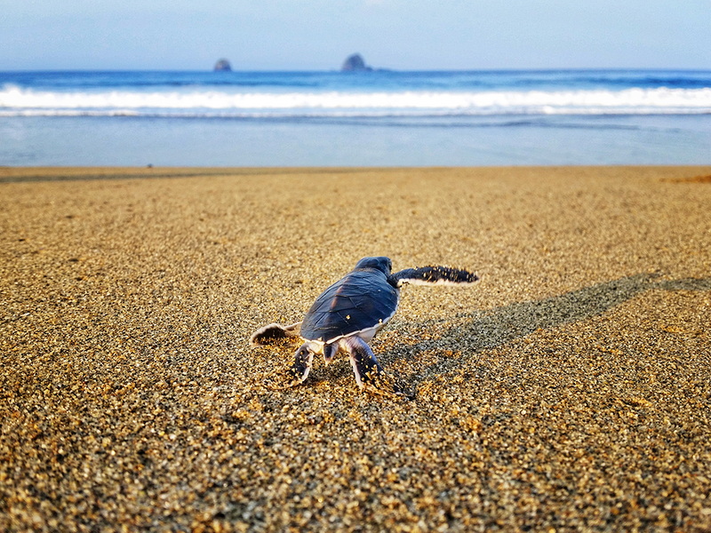 Wild of Sukamade Turtle Beach