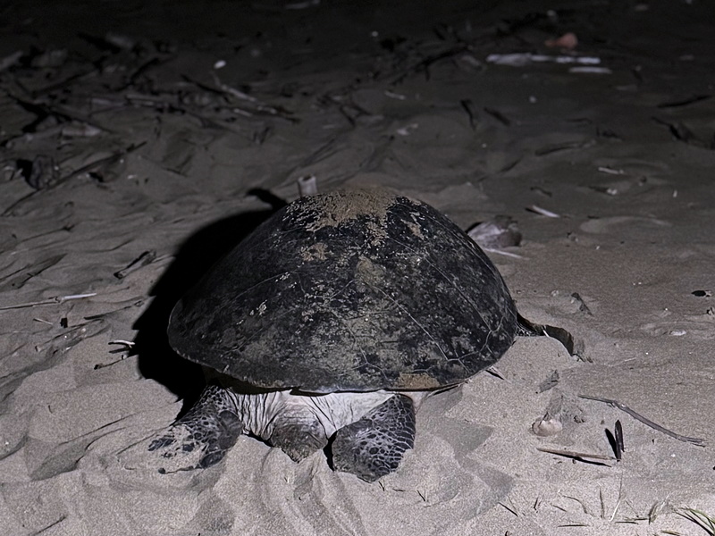 Wild of Sukamade Turtle Beach