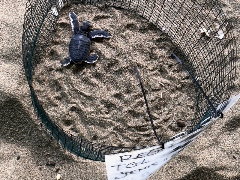 Wild of Sukamade Turtle Beach