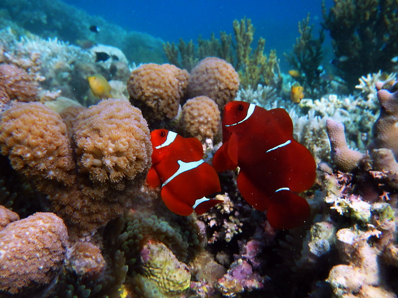 The Sumbawa: Whale Sharks & Nature Experience