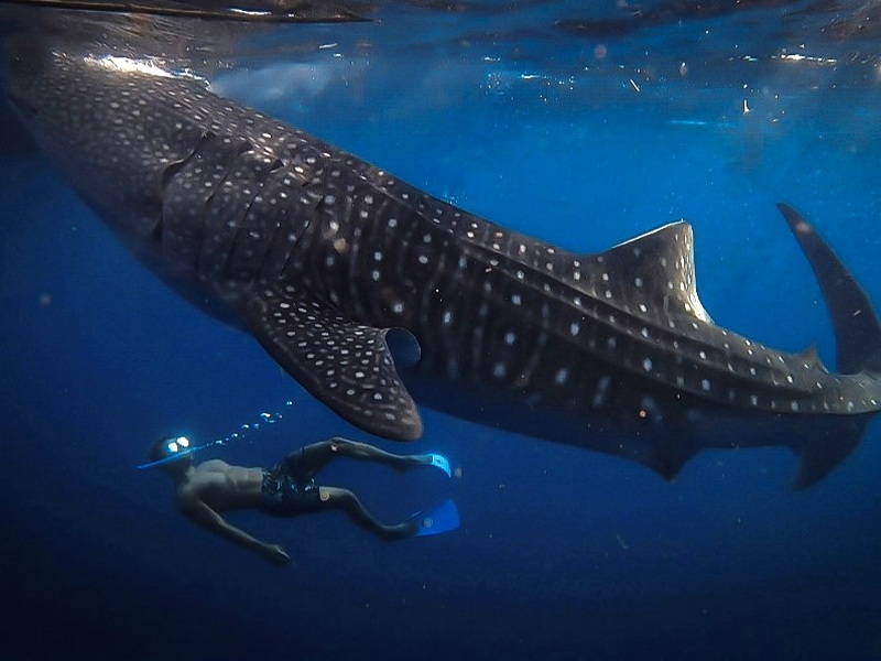 The Sumbawa: Whale Sharks & Nature Experience