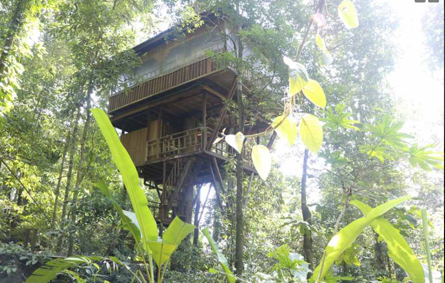 Tree Top Expedition In The South