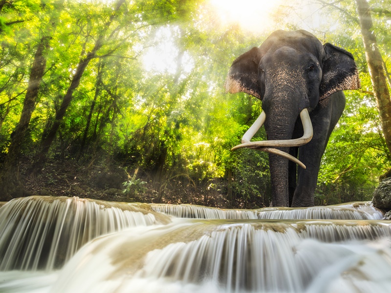 Cultural Thailand for Families