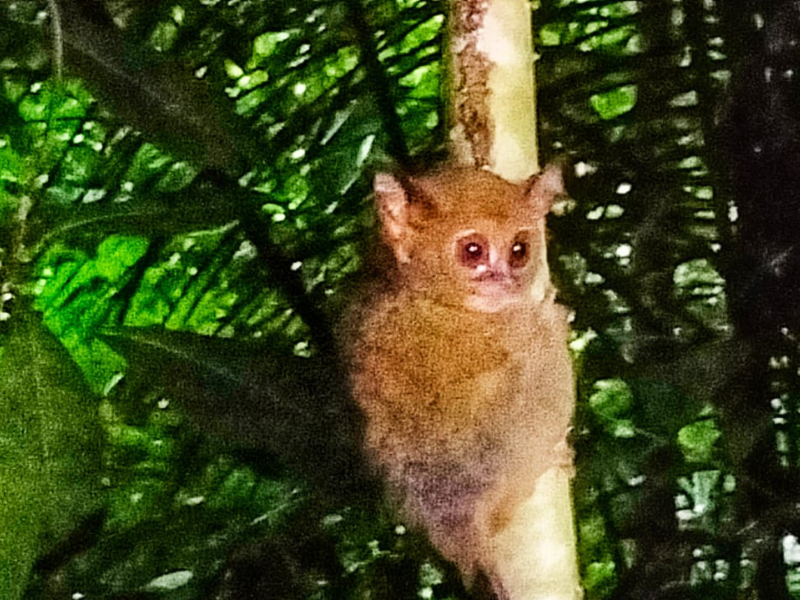 Trekking North Sulawesi Volcano & Tangkoko National Park