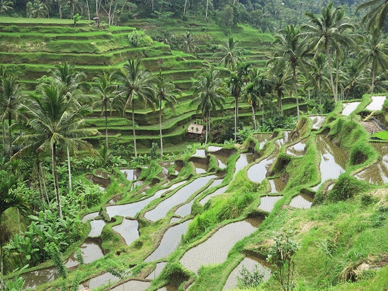 Ubud Soft Adventure
