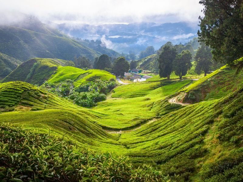 Best of Highlands Short