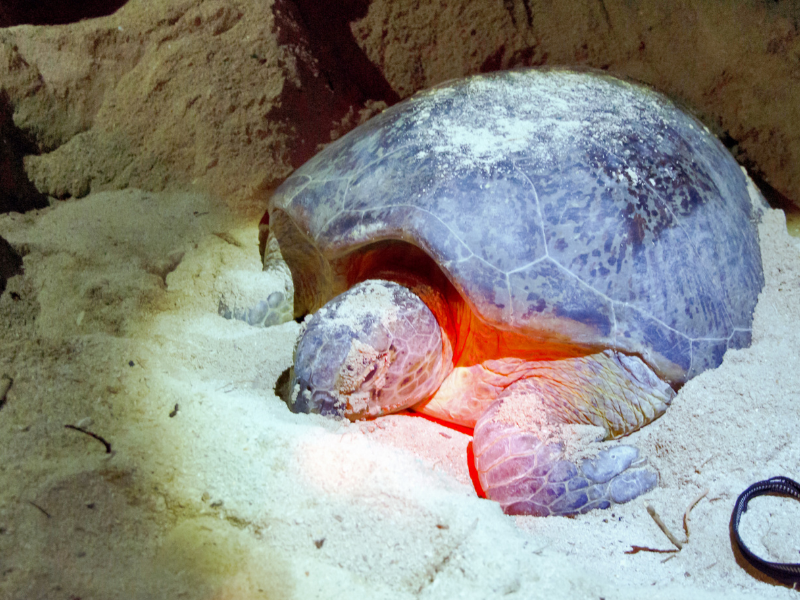 Sea Turtles of Selingan Island