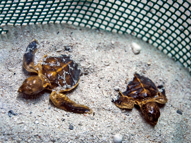 Sea Turtles of Selingan Island