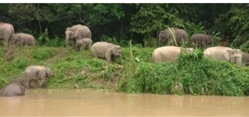 Wildlife River Adventures at Sukau