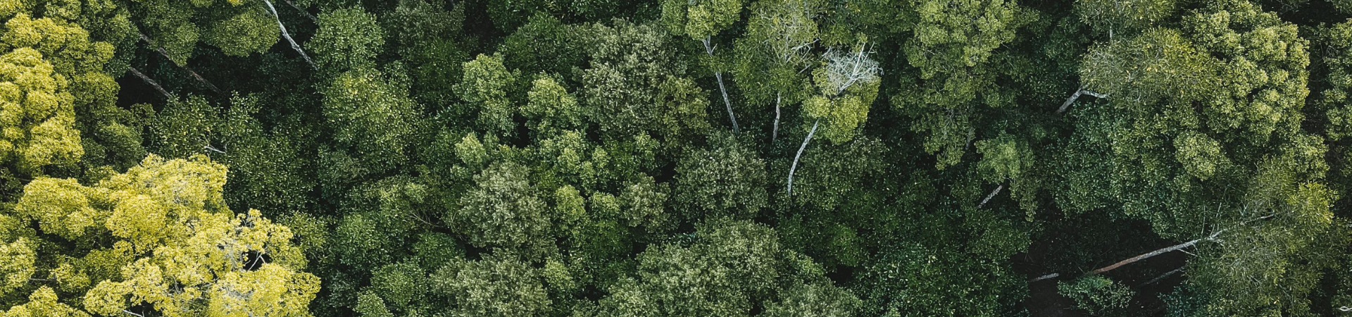 Image of Discover Belum