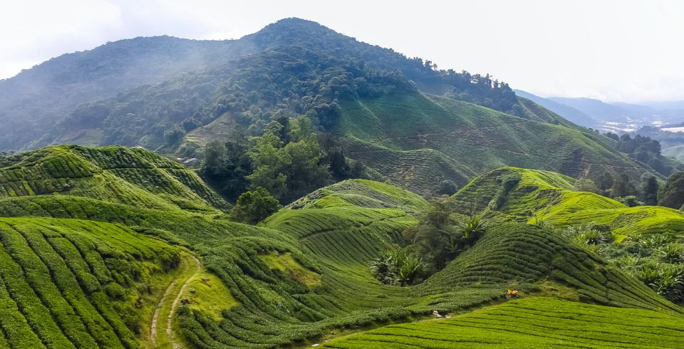 The Classic Malaysia