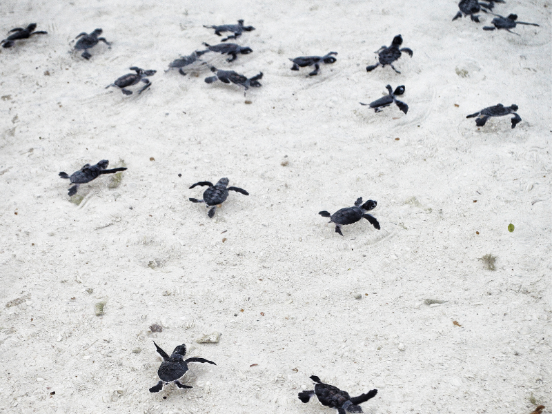 Beach Break at Lankayan Island