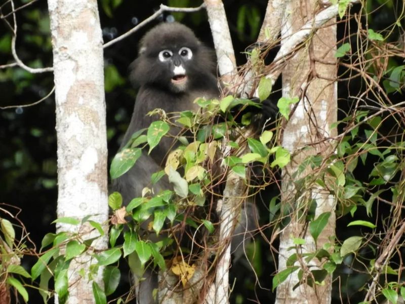 Rompin Rainforest Adventure