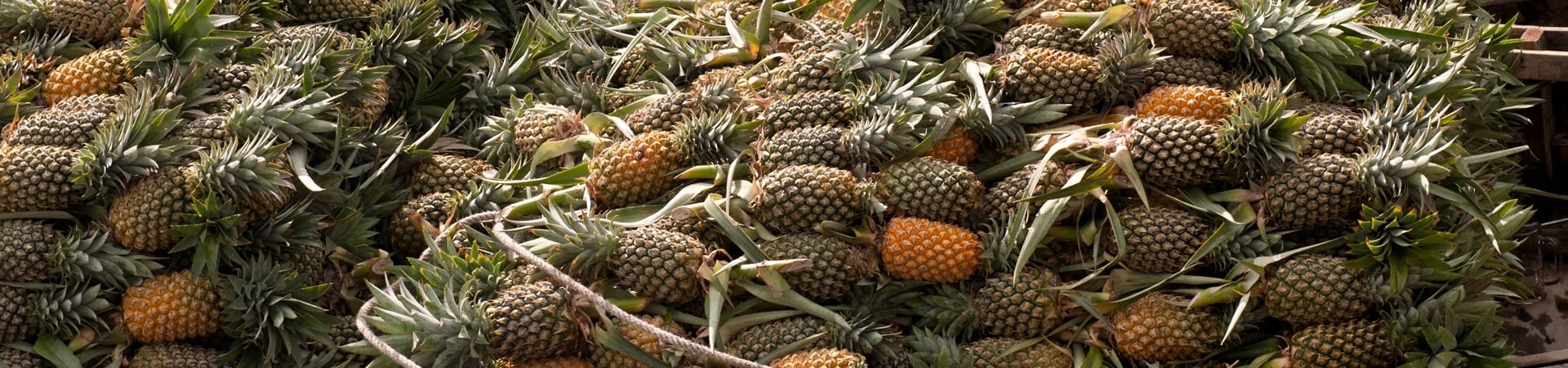 Image of Unicorn Island - The Lush Mekong Delta