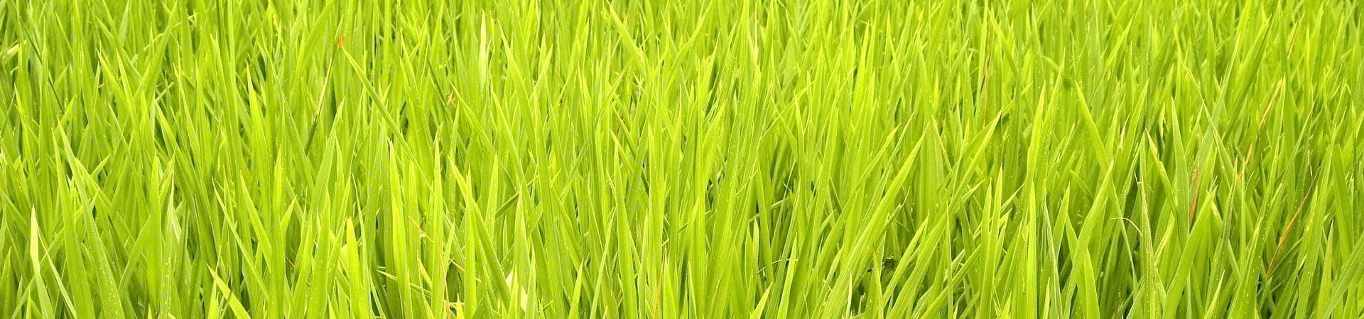 Image of Hoang Su Phi Explorer