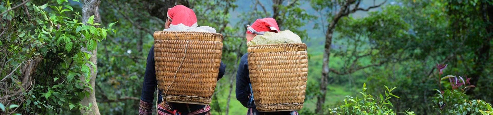 Image of Discover Vietnam’s Central Highlands