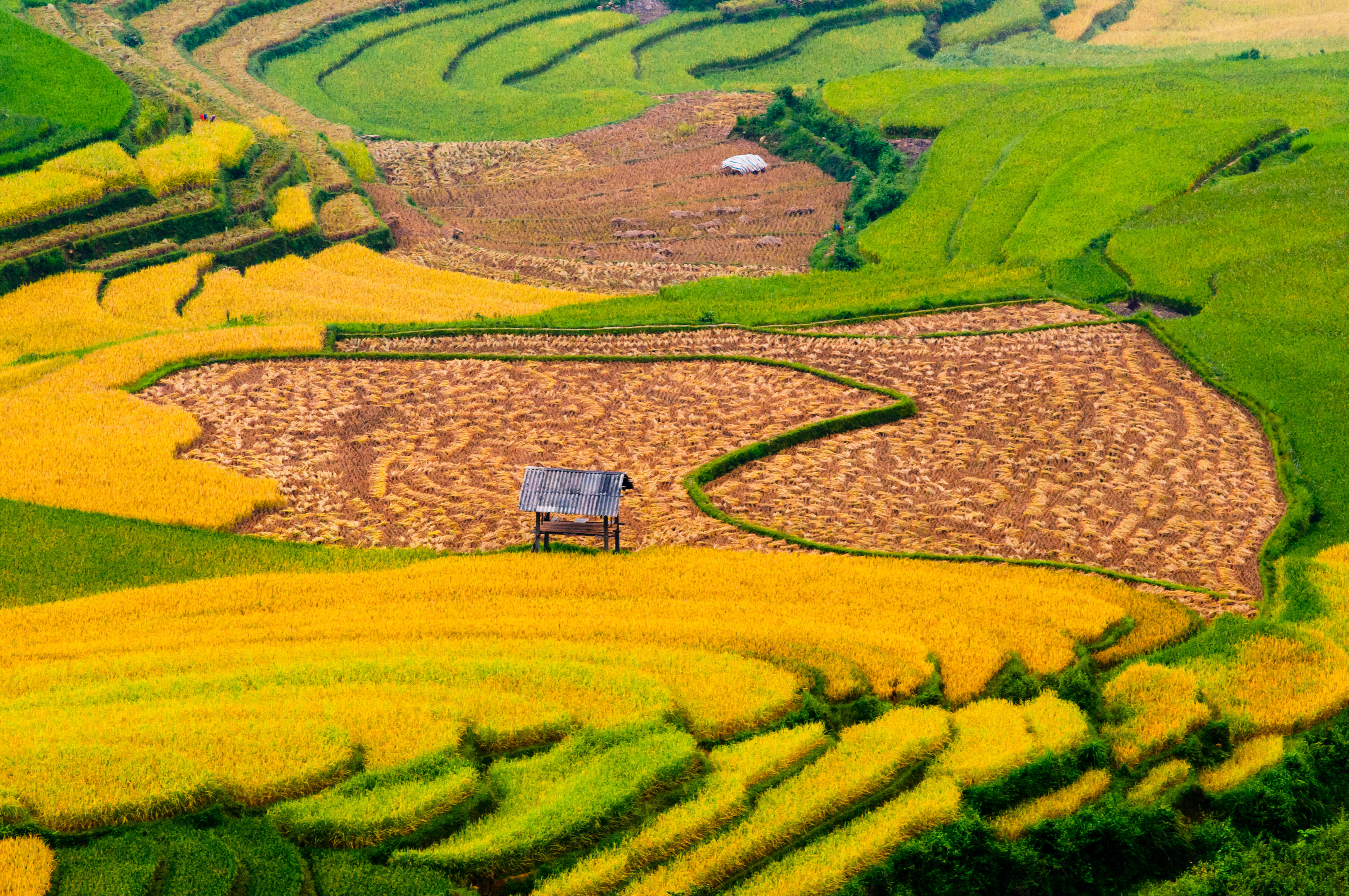 Mountain Terraces Of Mu Cang Chai