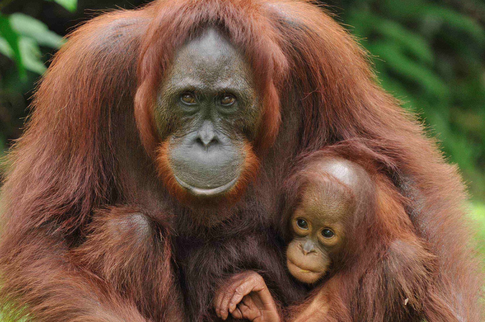 Kalimantan Orangutans With Overnight In A Dayak Longhouse