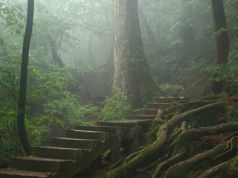 Yakushima Outdoor Adventure