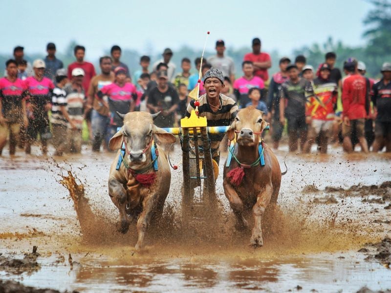 West Bali Nature and Buffaloes