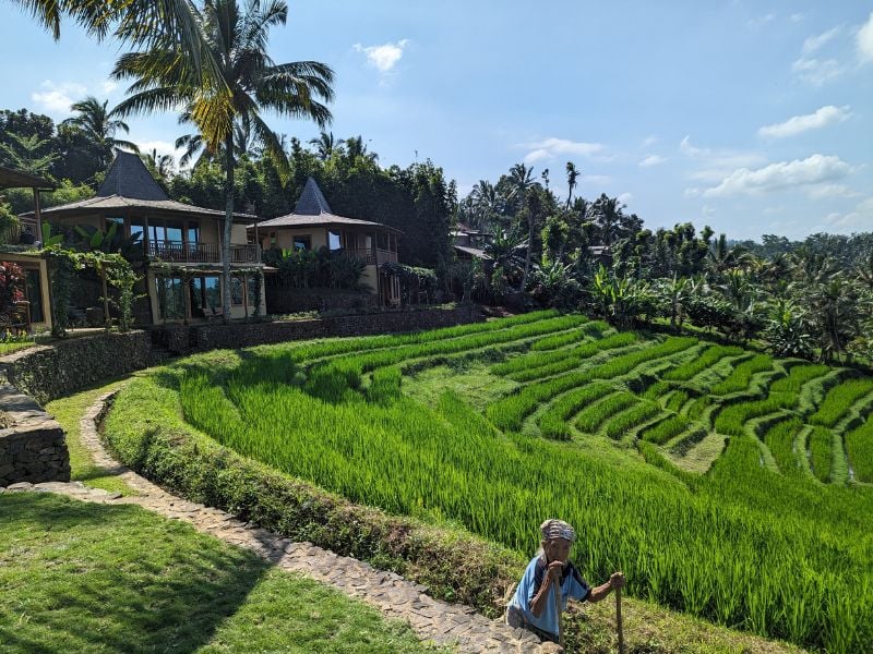 West Bali Nature and Buffaloes