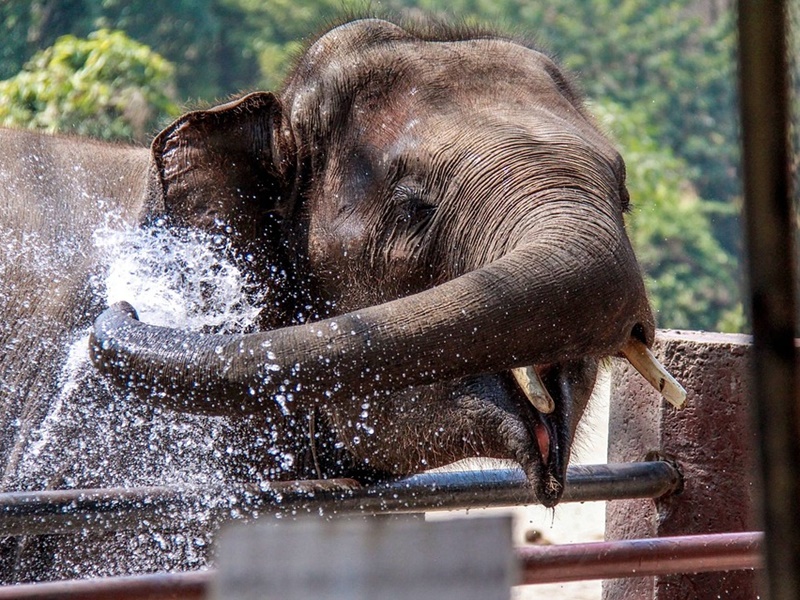 History and Culture: Loy Krathong Festival