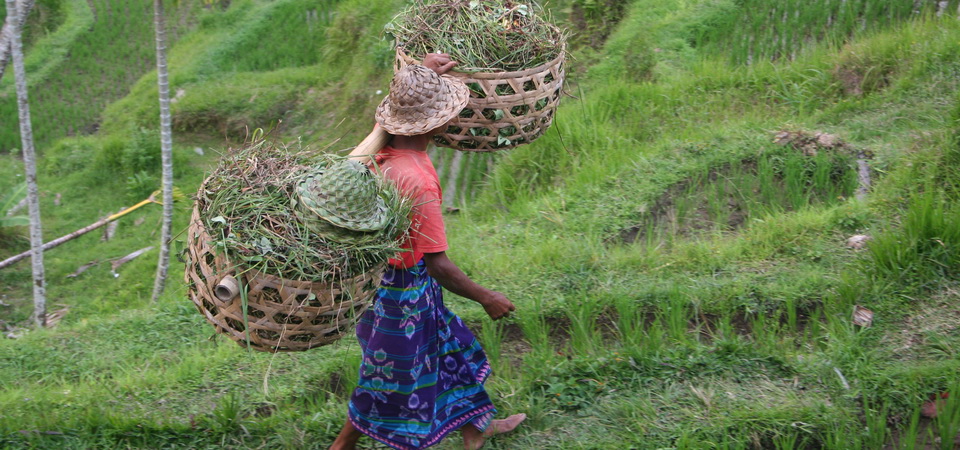 Bali In Depth And Overland to Ijen