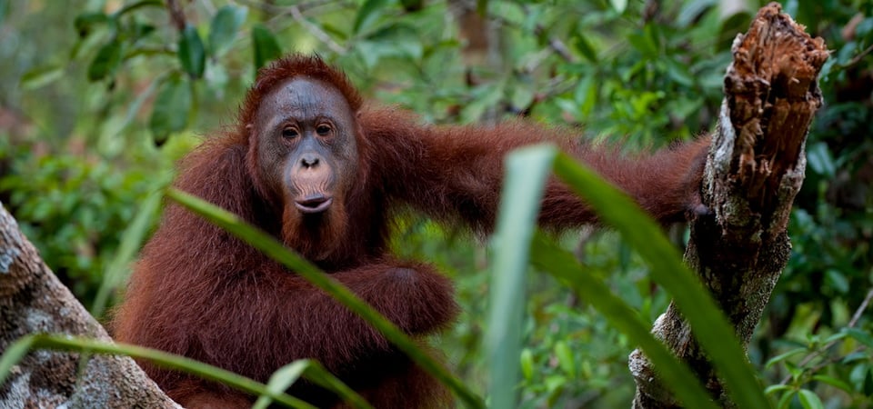 Kalimantan Orangutan Explorer By Houseboat